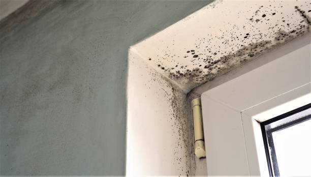 Best Environmental Consulting for Mold Prevention  in Pace, FL