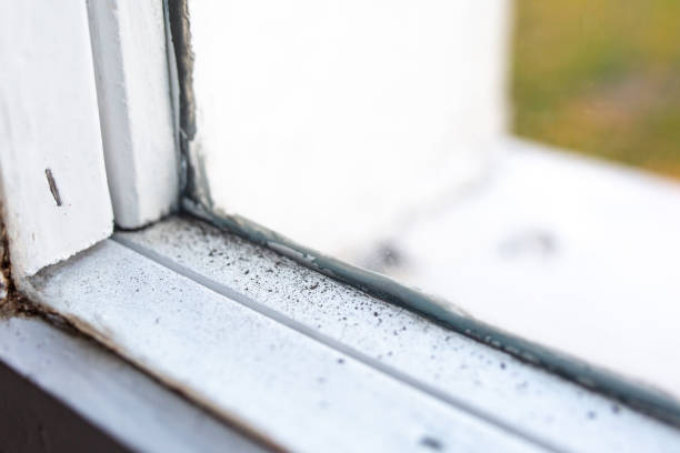 Best Mold Remediation for Healthcare Facilities  in Pace, FL