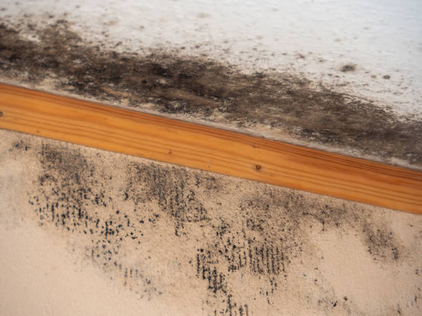 Best Dehumidification Services  in Pace, FL