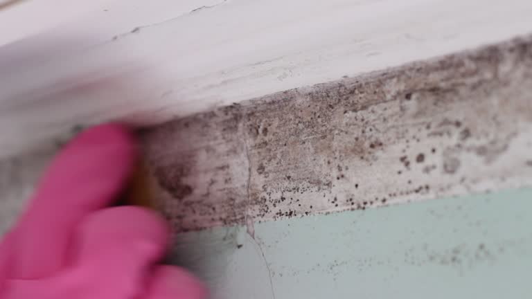 Best Commercial Mold Inspection  in Pace, FL